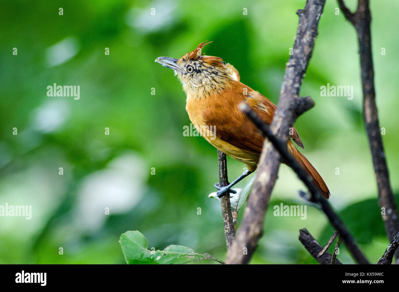 Une femelle de couleur cuivre interdits antshrike oiseau, nom latin Thamnophilus doliatus, perché sur une petite branche dans la forêt tropicale à Tobago, Trinité-et Banque D'Images