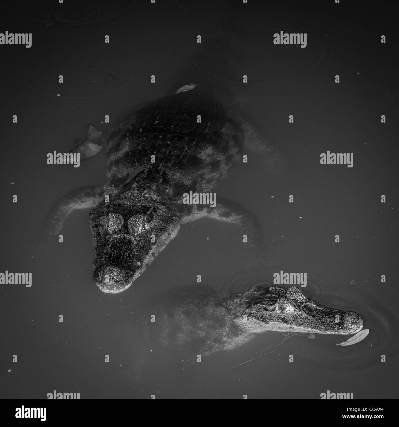 Caiman (Caiman crocodilus), natation dans l'eau, Costa Rica Banque D'Images