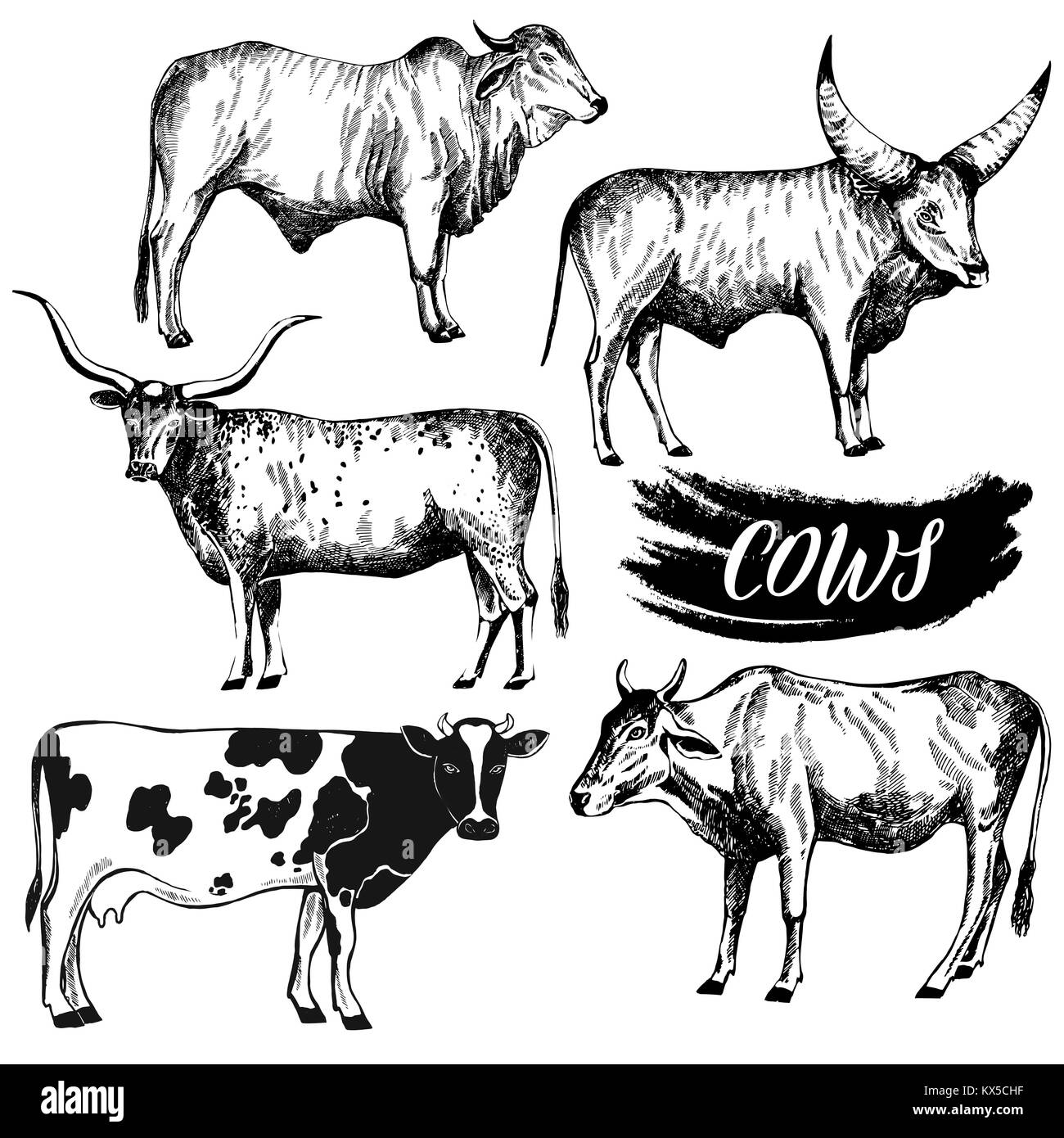 Ensemble de croquis dessinés à la main, les bovins. style Vector illustration isolé sur fond blanc. Illustration de Vecteur