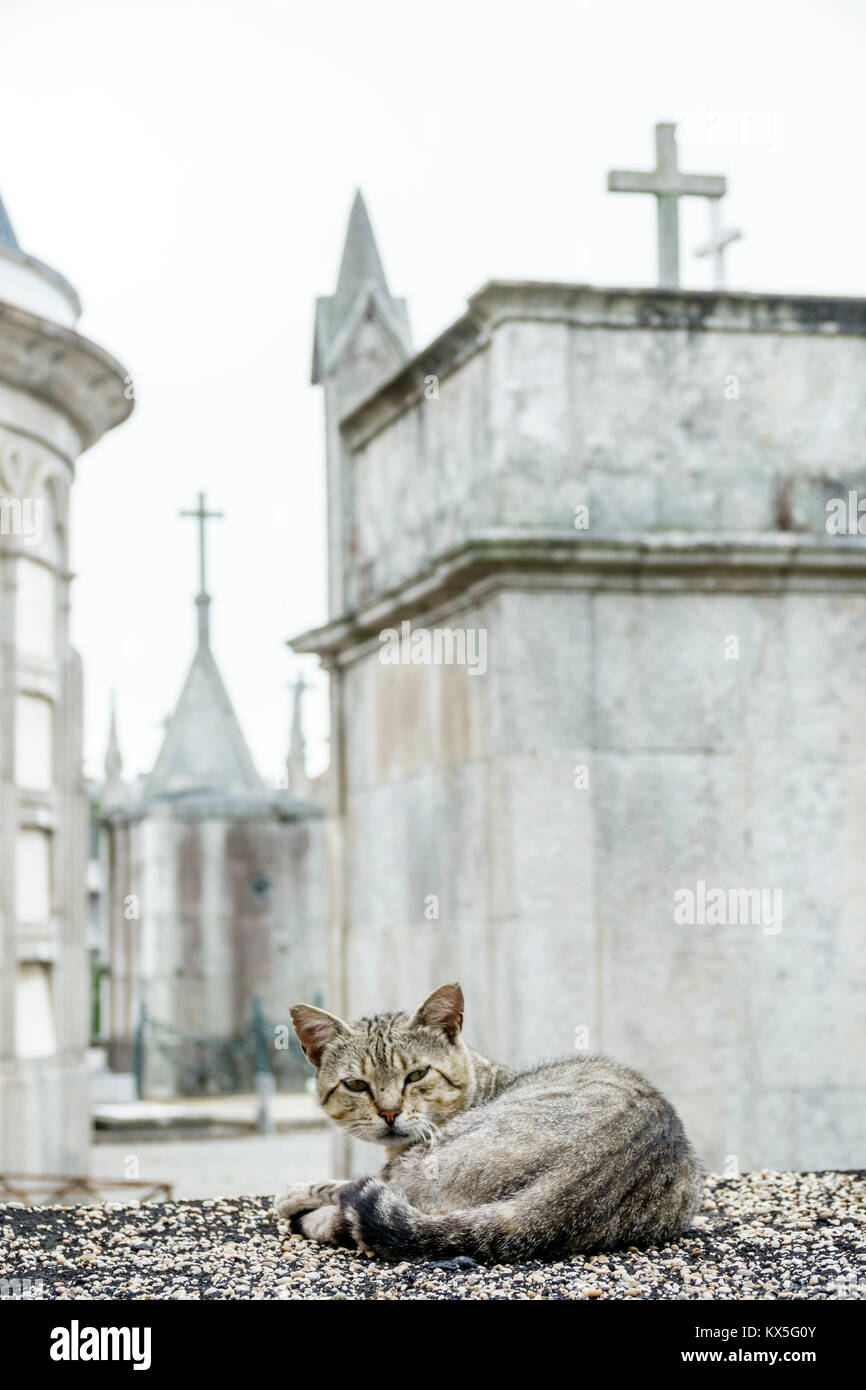 Porto Portugal,Boavista,Cimetière d'Agramonte,cimetière historique,mausolée,croix,chat,hispanique,immigrants,portugais,PT170707104 Banque D'Images