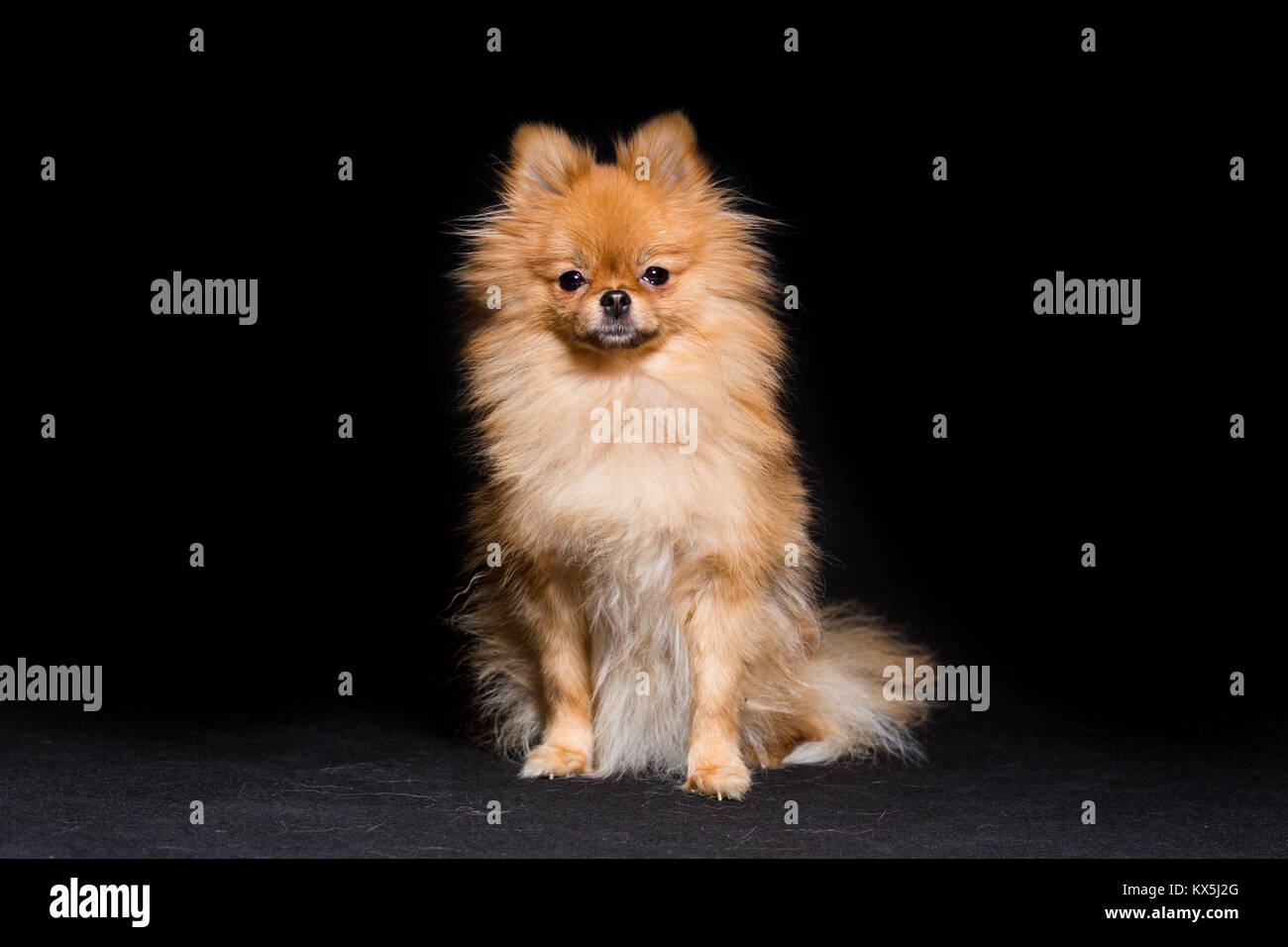 Chien Miniature De Race De Chien Pomeranian Assis Isolé Sur