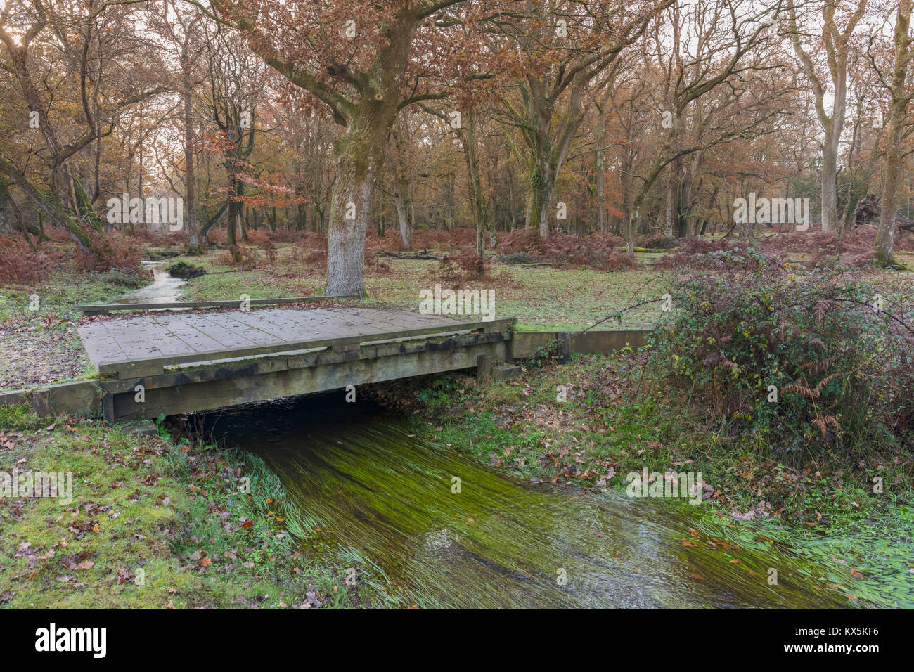 Passerelle, Stream, Automne, New Forest, Hampshire, England, UK Banque D'Images