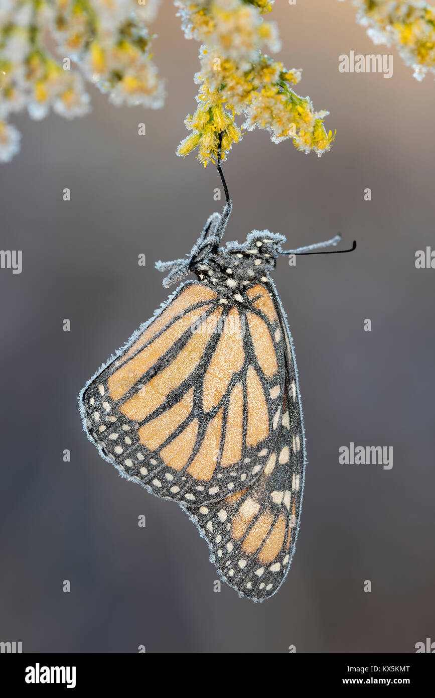 La fin de saison, le monarque se couvre de givre sur Grand Houghton (Solidago altissima). Préserver la nature Run Reed, Lancaster, Pennsylvanie, Banque D'Images