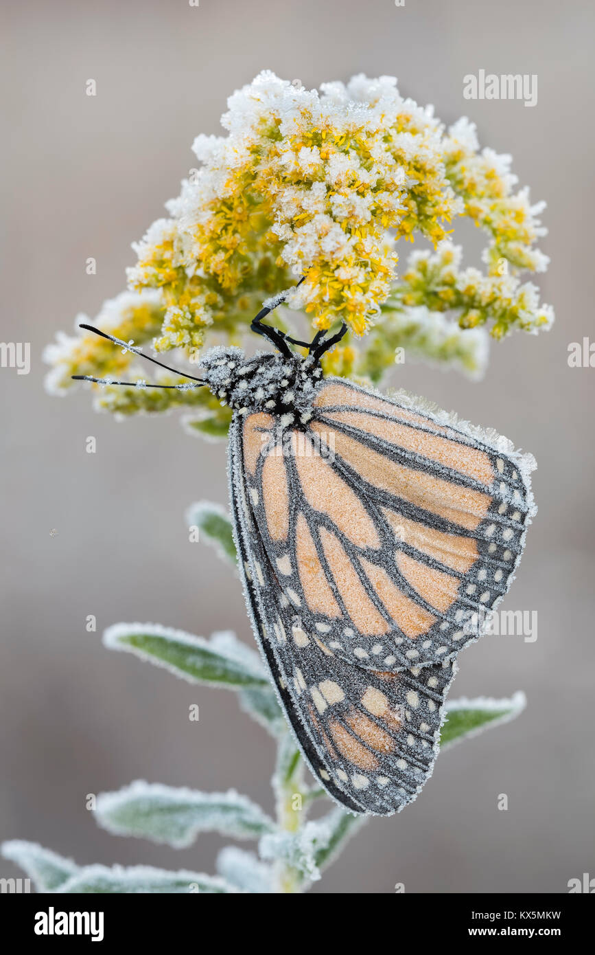 La fin de saison, le monarque se couvre de givre sur Grand Houghton (Solidago altissima). Préserver la nature Run Reed, Lancaster, Pennsylvanie, Banque D'Images