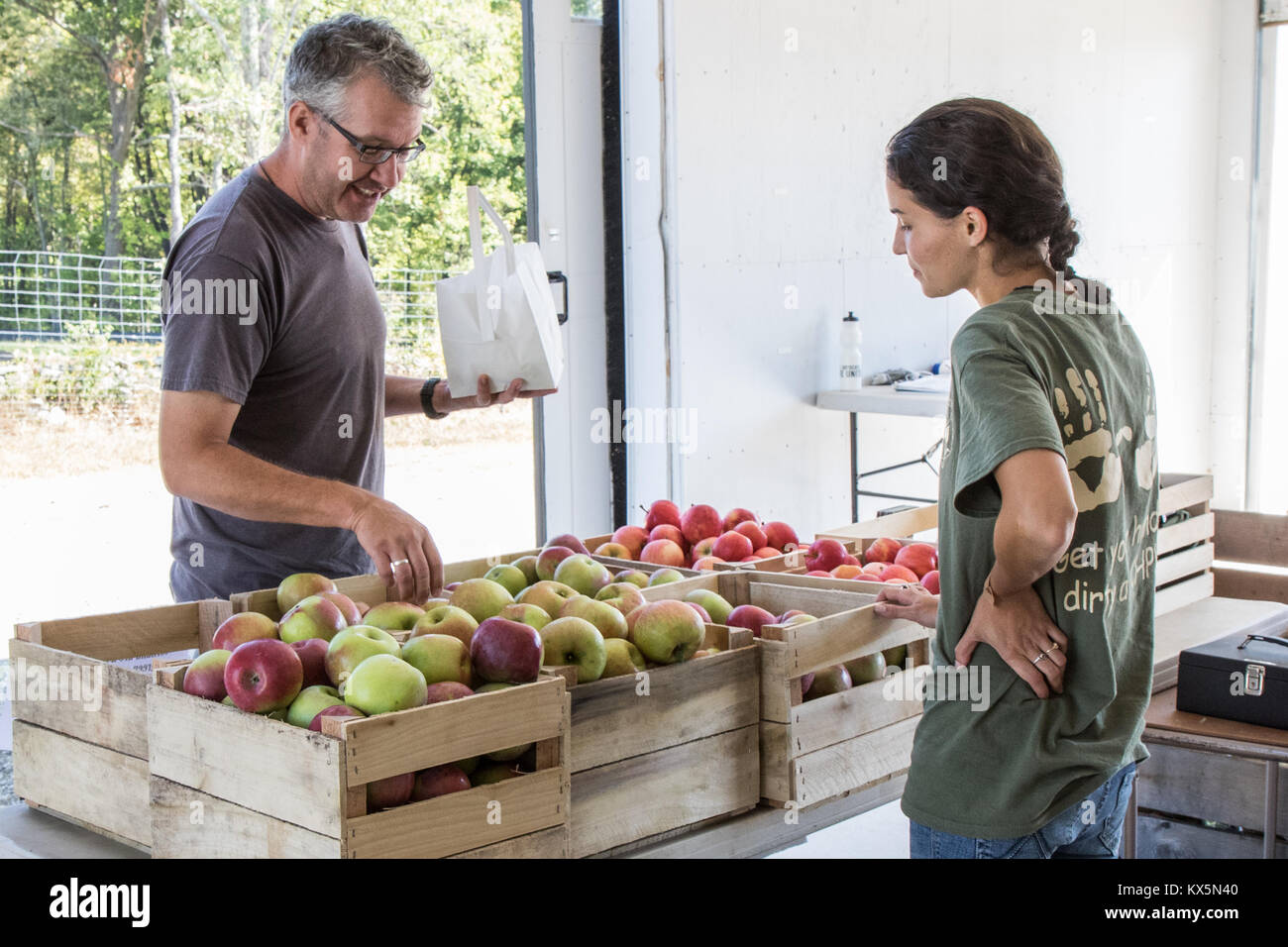 Un homme d'acheter des pommes fraîchement cueillies dans un apple orchard. Banque D'Images