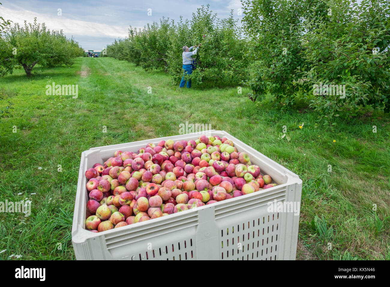 Un grand contenant de pommes juste sélectionné sera envoyé à une banque alimentaire locale Banque D'Images