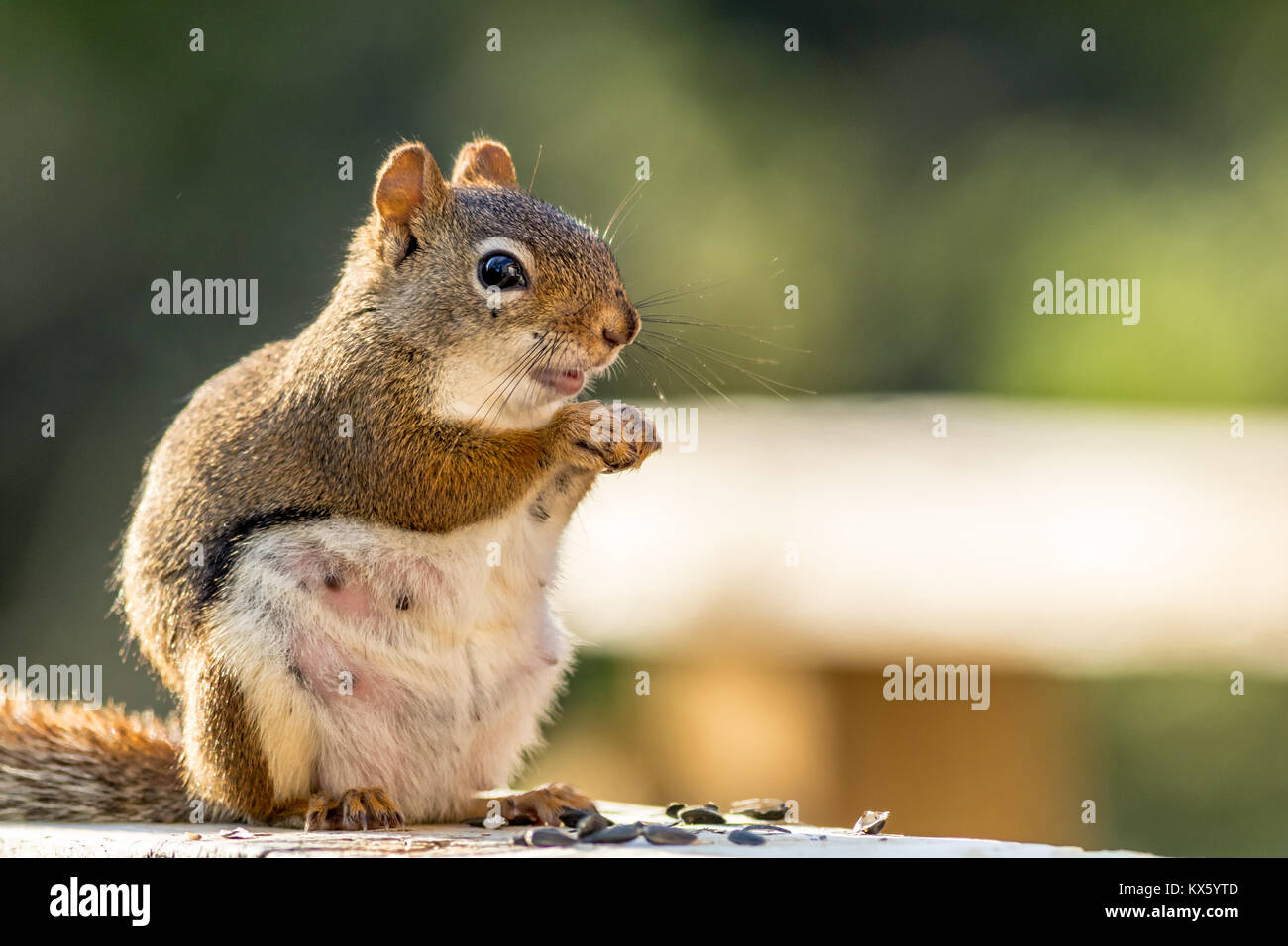 S'attendant Écureuil roux (Tamiasciurus hudsonicus) semble sourire comme elle bénéficie d''un snack-contre fond vert Banque D'Images