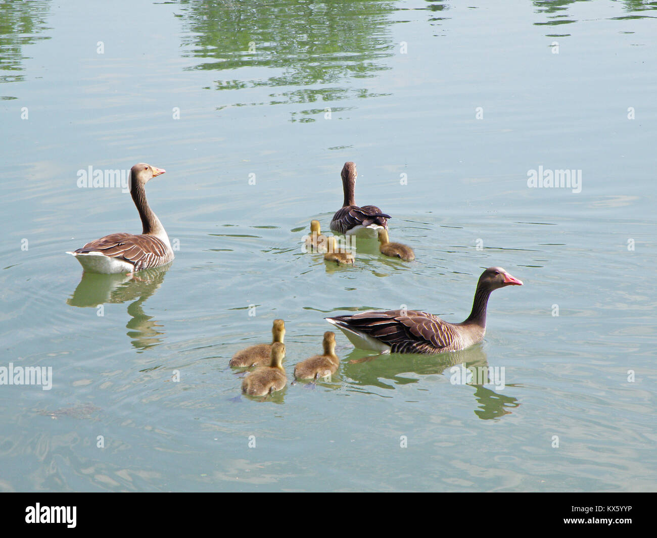 Canard Colvert Femelle Et Bebe Canards Sur Le Lac Salzbourg Autriche Photo Stock Alamy