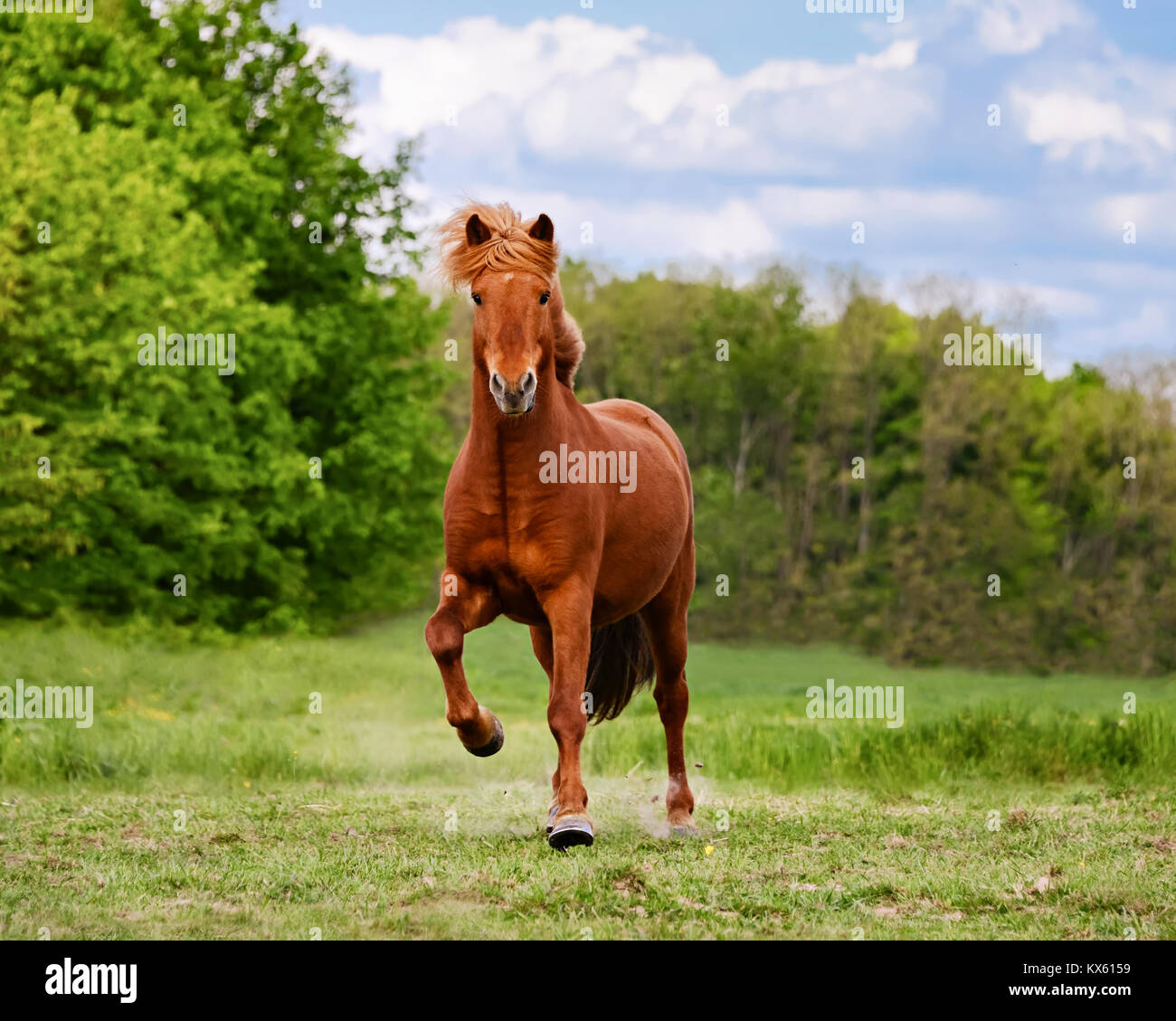 Un cheval islandais tourne à un tölt à travers un pré, toelt est une démarche naturelle unique de cette race,Allemagne. Banque D'Images