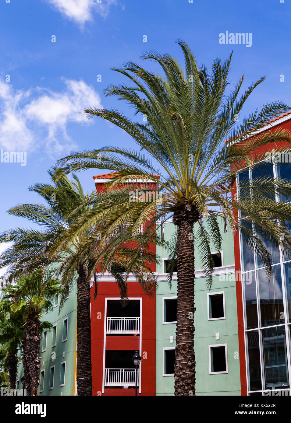 Palmiers par Red et Green Resort à Curacao Banque D'Images