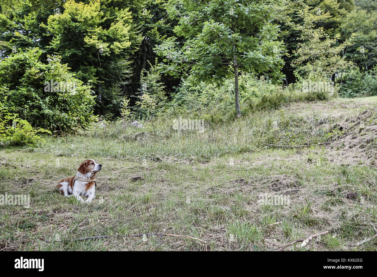 En plein air de chien Banque D'Images