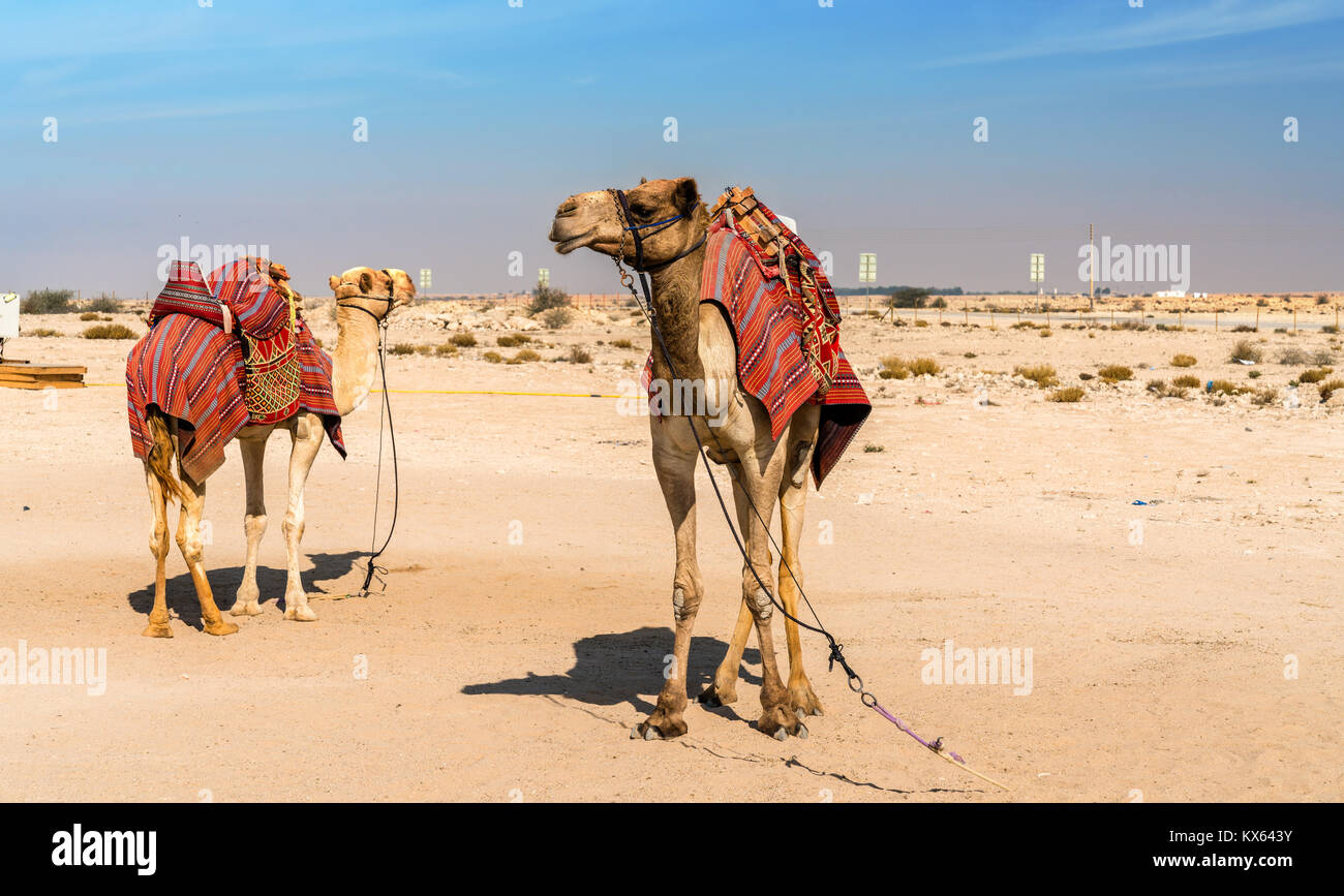 Les chameaux près de l'historique fort Al Zubara au Qatar Banque D'Images