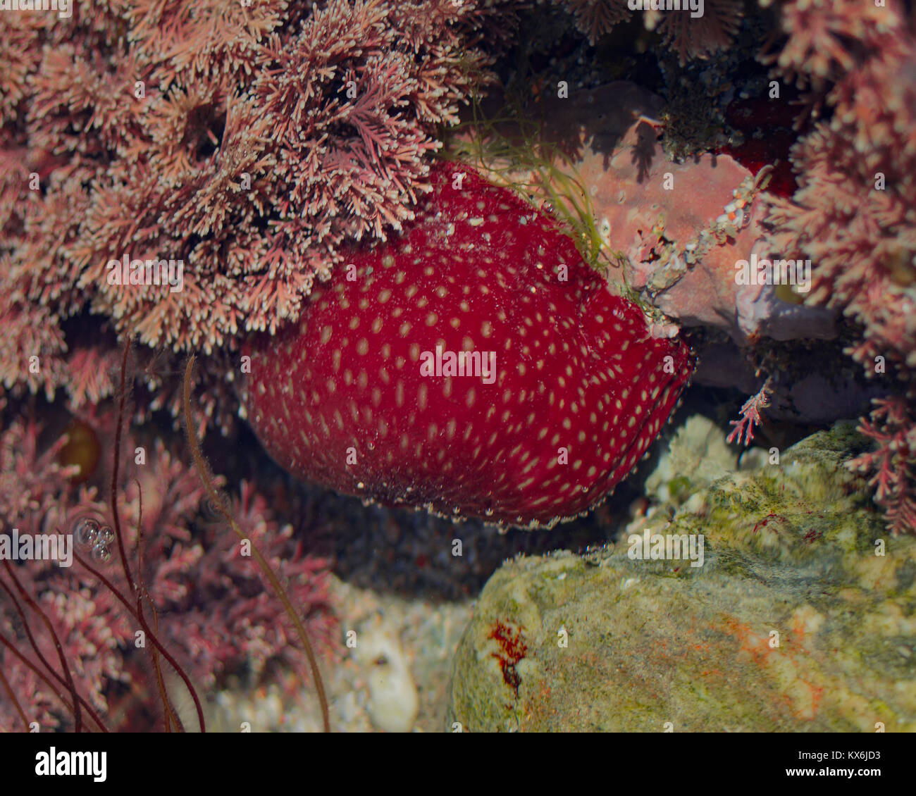 Actinia fragacea anémone (fraise) dans un Rockpool Banque D'Images