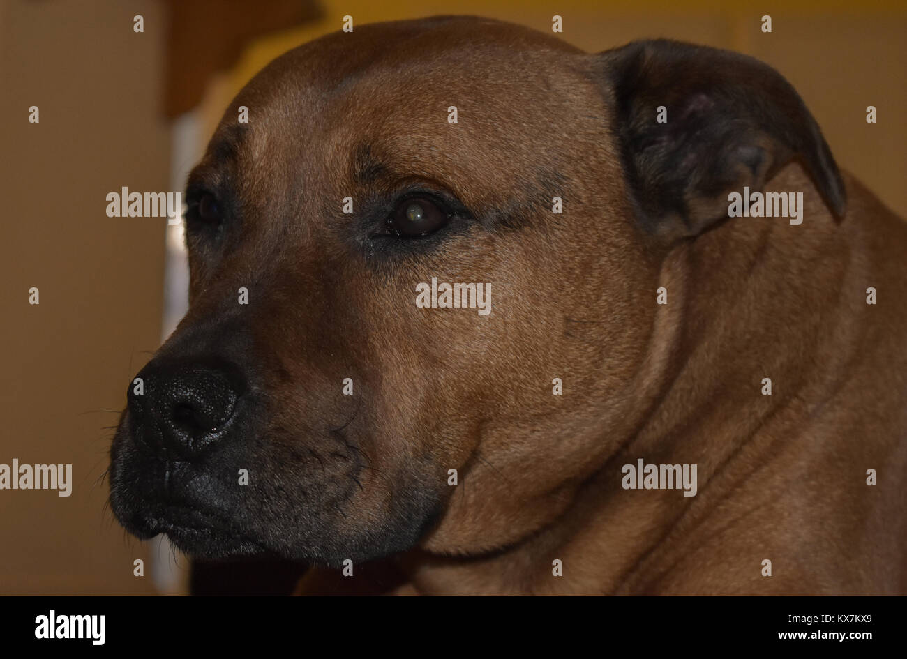 Photo de mon chien et comment il a l'air déprimé lorsqu'il se réveille, le nom de mon chien a de la chance et au moins il a une bonne vie, mais n'hésitez pas à utiliser. Banque D'Images