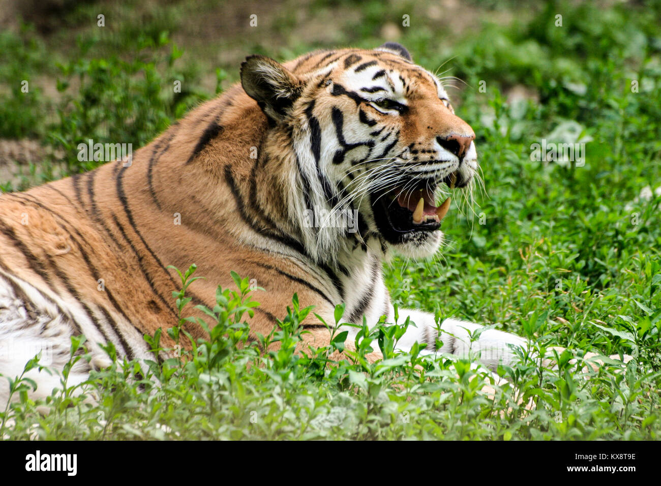 Tigre en colère - Le visage du tigre Banque D'Images