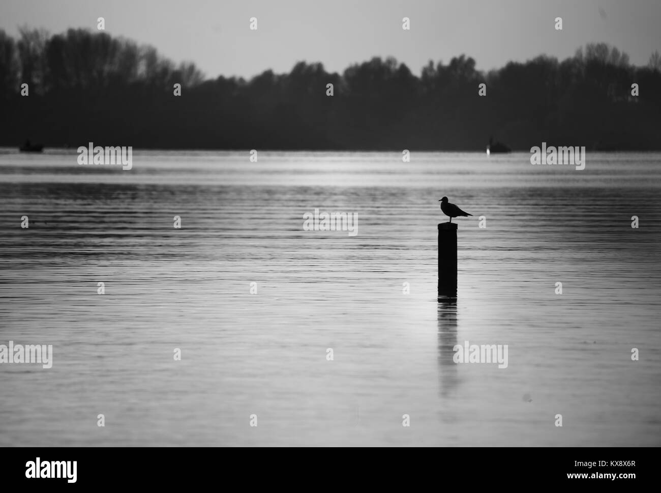 Une mouette solitaire assis et reposant sur un poteau en bois dans un immense lac avec une forêt et des petits bateaux dans l'arrière-plan en noir et blanc Banque D'Images