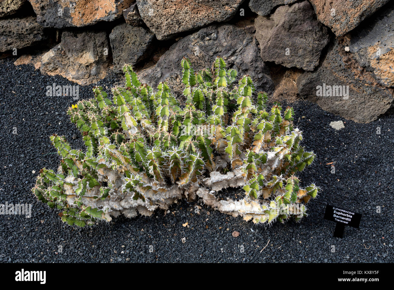 Euphorbia barnardii, jardin de cactus, Guatiza, Lanzarote, îles Canaries, Espagne. Banque D'Images