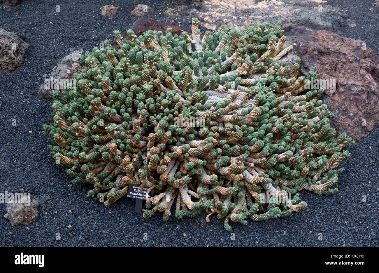 Euphorbia caput-medusae, jardin de cactus, Guatiza, Lanzarote, îles Canaries, Espagne. Banque D'Images