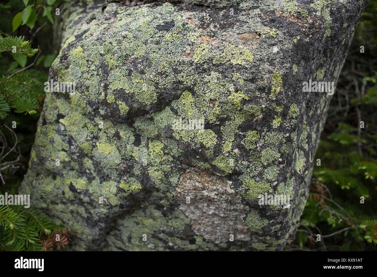 Lichens colorés sur la surface d'un rocher. Prises dans la région de Franconia Notch State Park, New Hampshire, USA Banque D'Images