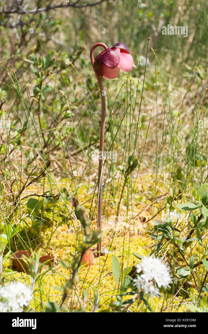 Une sarracénie pourpre, ou Sarracenia purpurea, avec la flore environnante. Trouvés en Nouvelle-Écosse, Canada. Banque D'Images