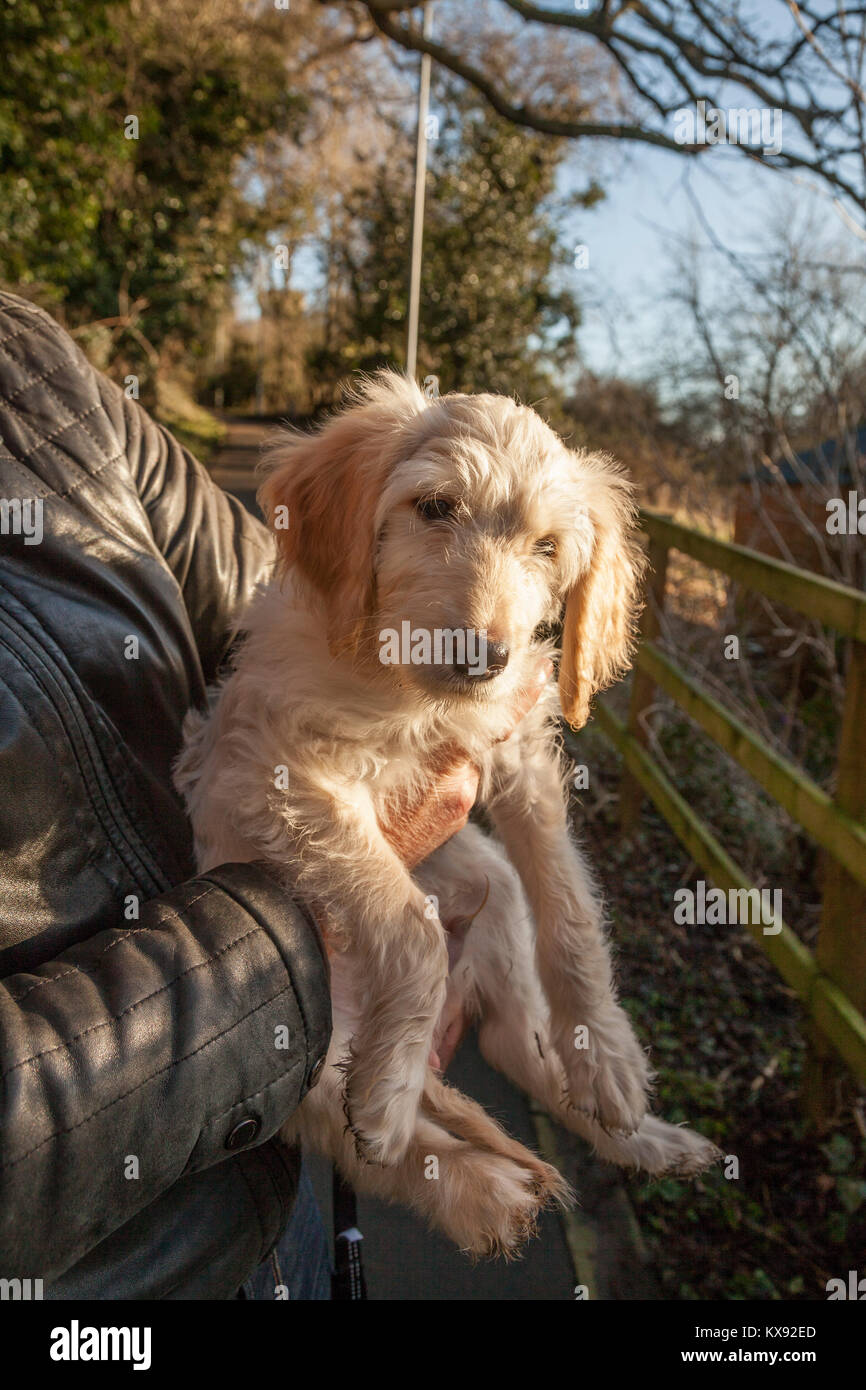 A 11 semaines chiot Golden doodle dans les bras de son propriétaire à Yarm,Angleterre,UK Banque D'Images