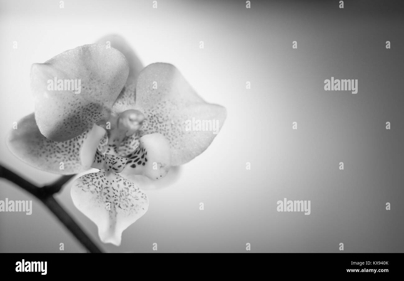 L'un noir et blanc orchid Banque D'Images
