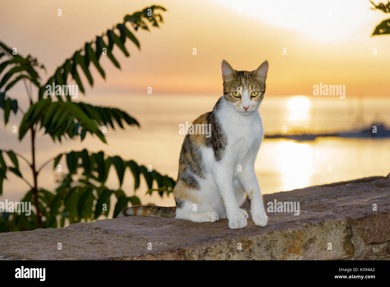 Chat, patched tabby et blanc fourrure, assis sur un mur au bord de la mer pendant le coucher du soleil magnifique, île de Lesbos, Grèce. Banque D'Images