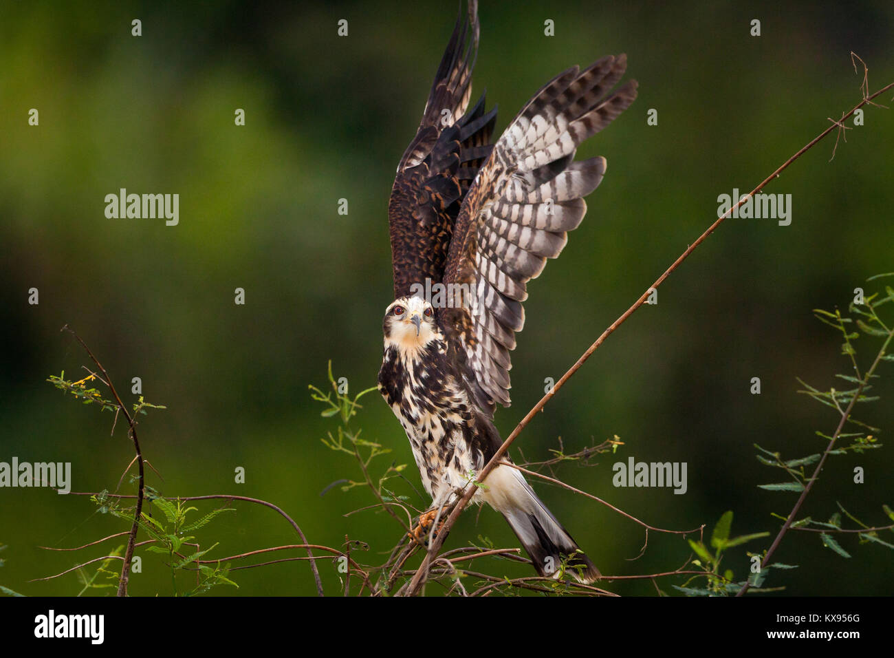 Milan des immatures, sci.name ; Rostrhamus sociabilis, près de Lago Gatun, parc national de Soberania, République du Panama. Banque D'Images