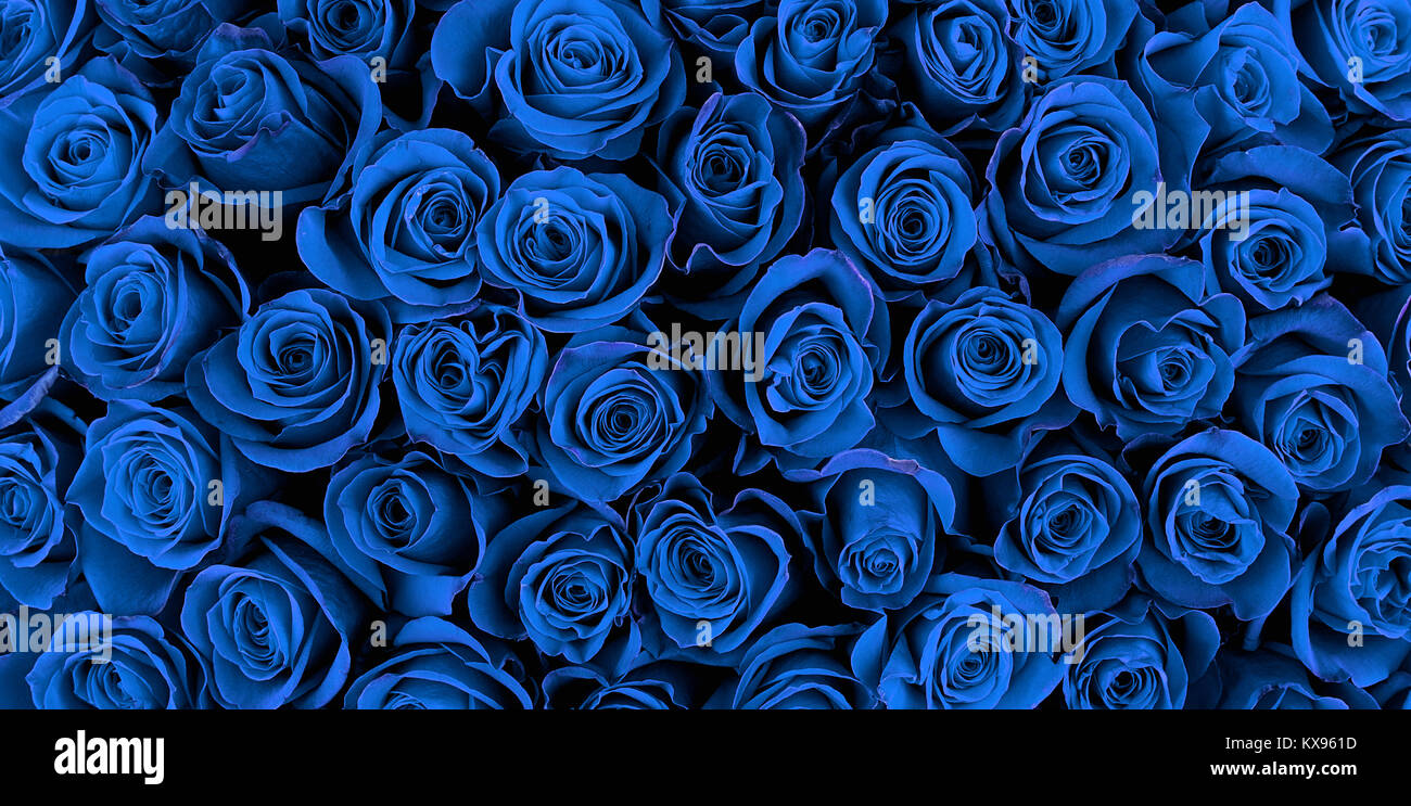 Belle blue roses, floral background Banque D'Images