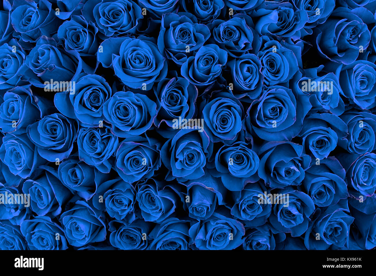 Belle blue roses, floral background Banque D'Images