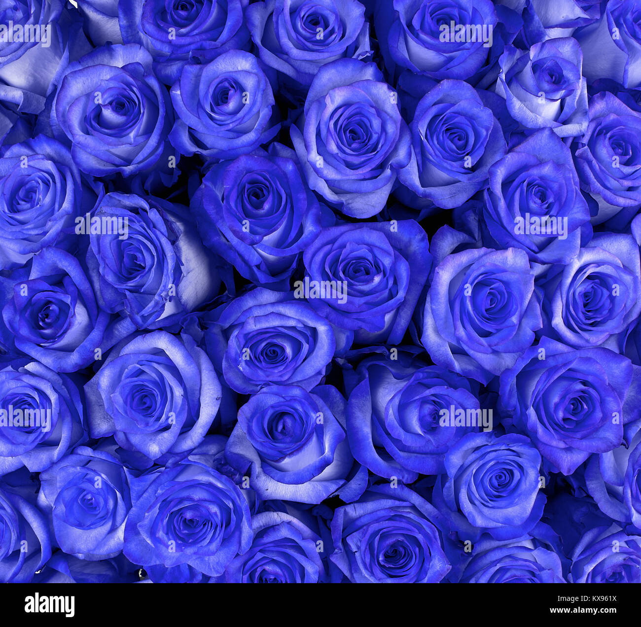 Belle blue roses, floral background Banque D'Images