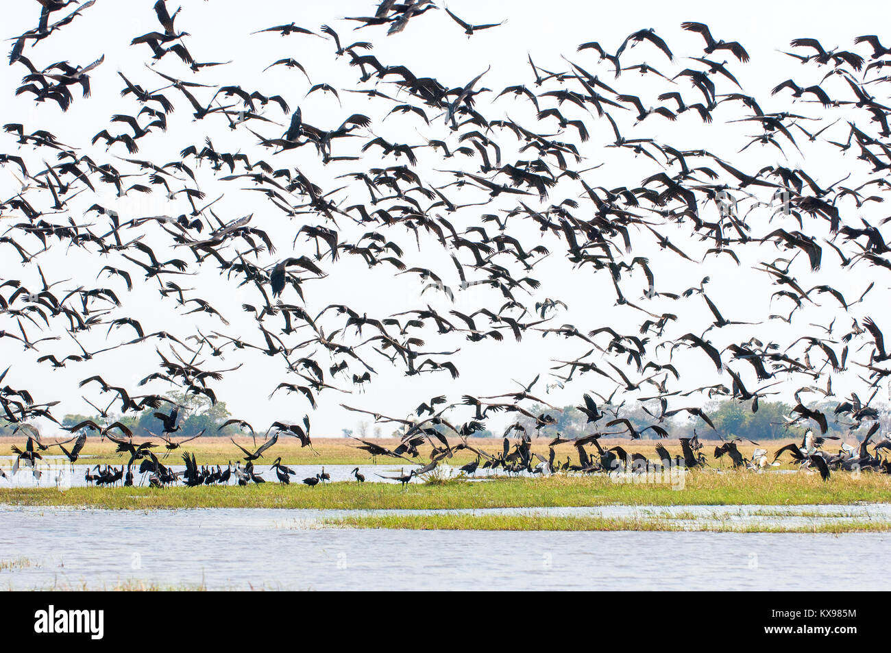 Cigogne à bec ouvert d'Afrique (Anastomus lamelligerus) Banque D'Images