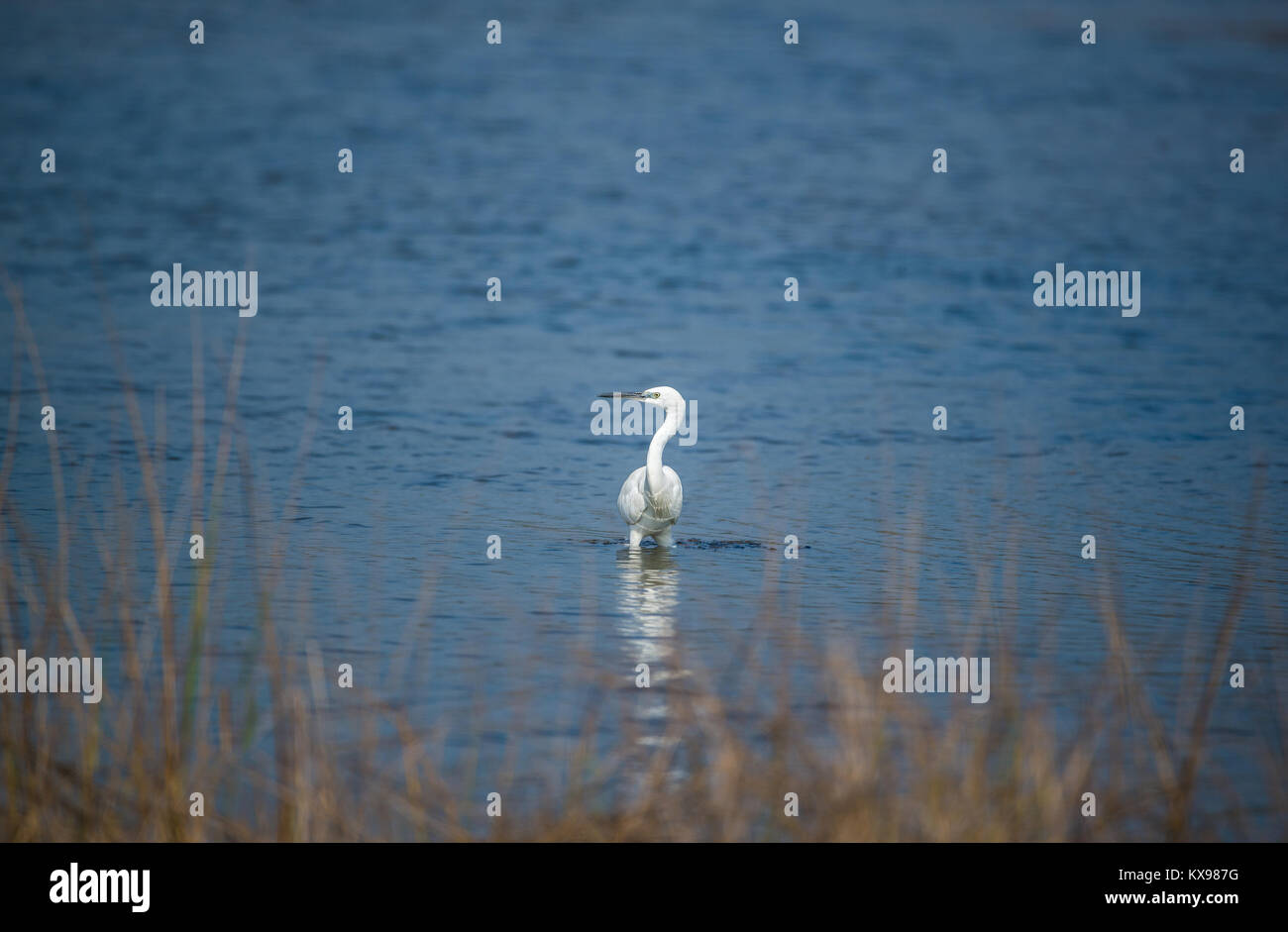 Héron blanc pataugeant dans l'eau Banque D'Images