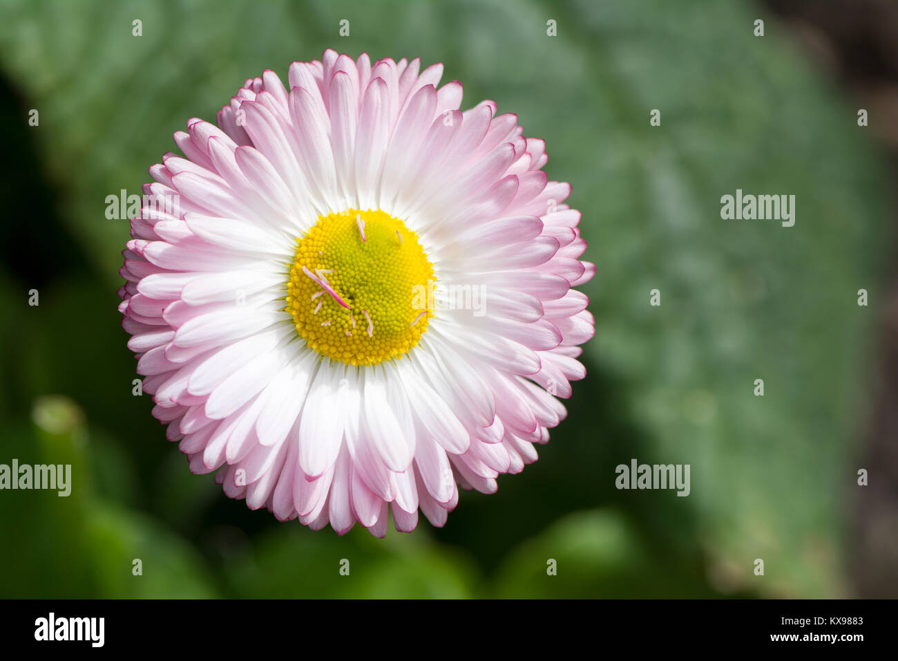 Seule Marguerite blanche avec des pétales violet/rose teintée de conseils, de plus en plus c'est naturel. Banque D'Images