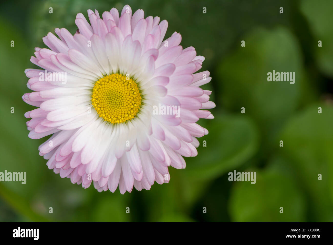 Seule Marguerite blanche avec des pétales violet/rose teintée de conseils, de plus en plus c'est naturel. Banque D'Images