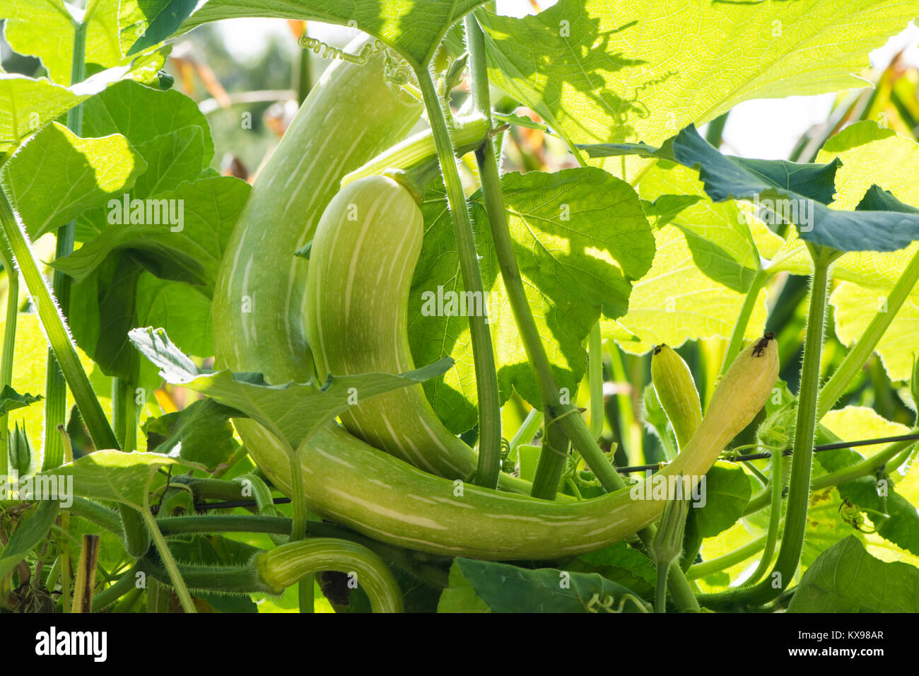 De plus en plus plusieurs Cucurbita Moschata 'Tromboncino", qui est une forme de plus en plus de courgettes à 25cm de long. Banque D'Images