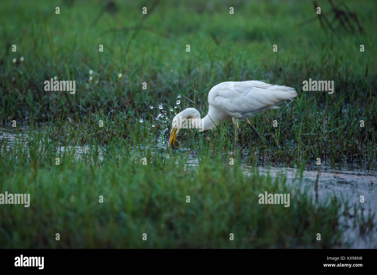 Une aigrette oiseau capture d'un poisson de la rizière sur un beau matin Banque D'Images