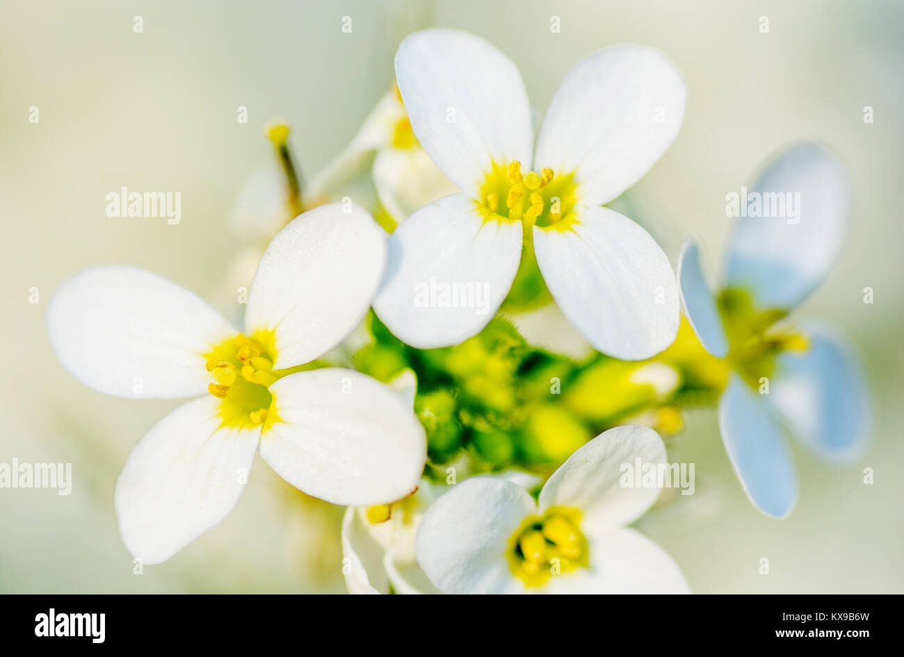 Fleur de printemps, cherry bloom, tonique, bokeh background, pastel et soft card Banque D'Images