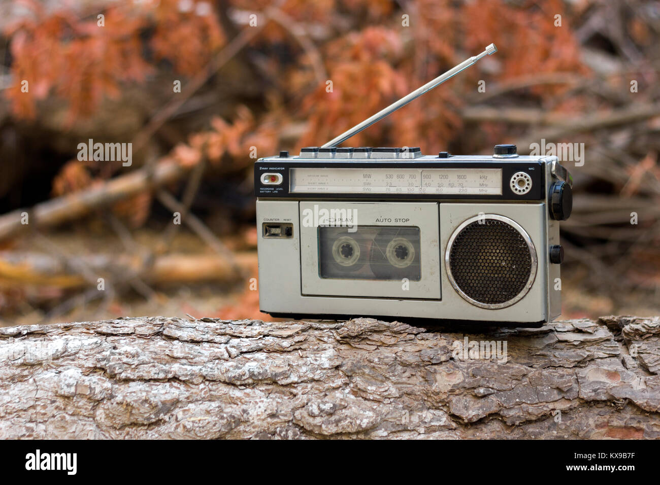 Vieille radio et enregistreur de cassette sur une branche dans la forêt Banque D'Images