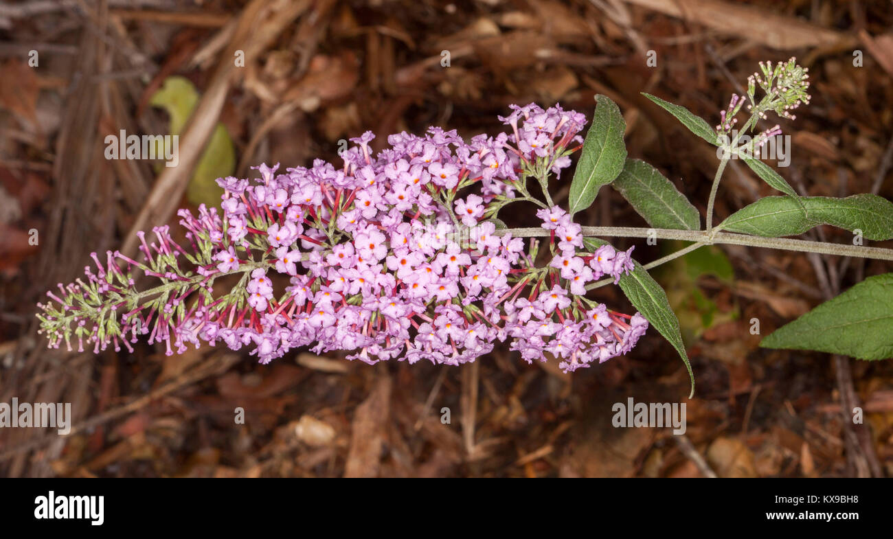 Épi de fleurs parfumées rose pâle et vert feuilles de Buddleia davidii 'Pink Delight', une espèce d'attirer l'arbuste Banque D'Images