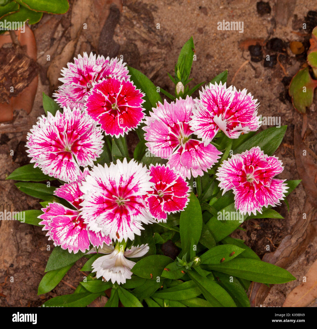 Grappe de fleurs parfumées aux couleurs vives, avec des rayures rouge / rose et pétales blancs, de Dianthus barbatus, Sweet William, Banque D'Images