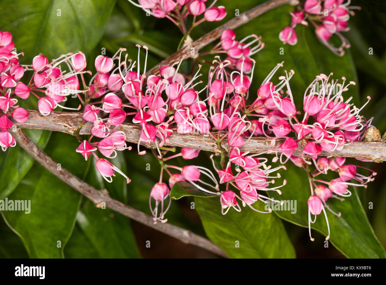 Des grappes de fleurs rose vif de corkwood australiennes indigènes arbre, Evodiella muelleri / Melicope rubra contre l'arrière-plan de feuilles vertes Banque D'Images