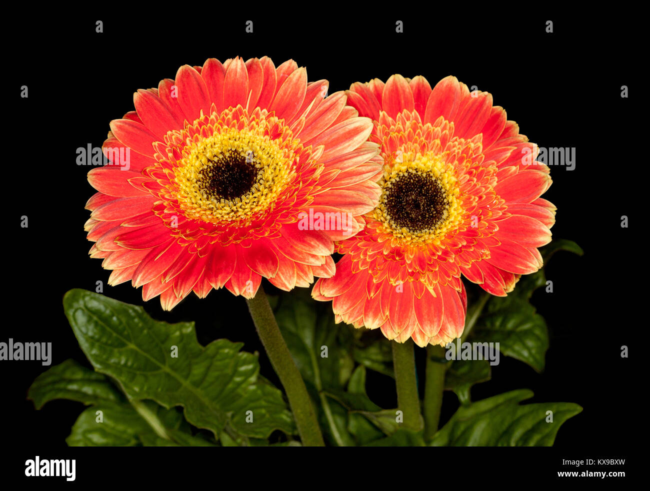 De superbes fleurs orange vif double feuilles vert foncé et de Gerbera, Lifestyle series, sur fond noir Banque D'Images De superbes fleurs orange vif double feuilles vert foncé et de Gerbera, Lifestyle series, sur fond noir Banque D'Images