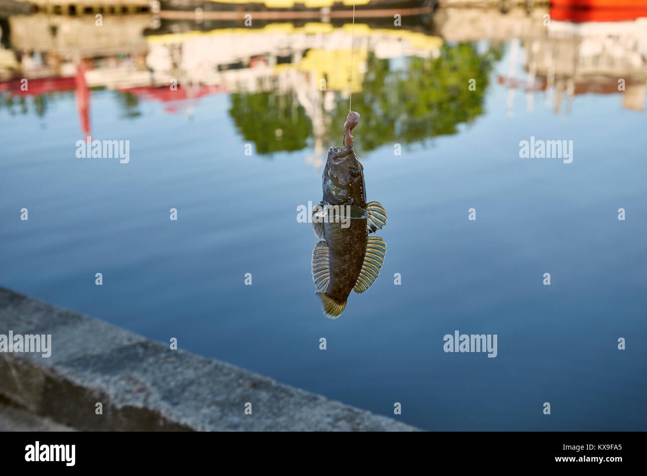 Gobie poisson vient de prendre sur un crochet près du port de Tallinn en mer Baltique Banque D'Images