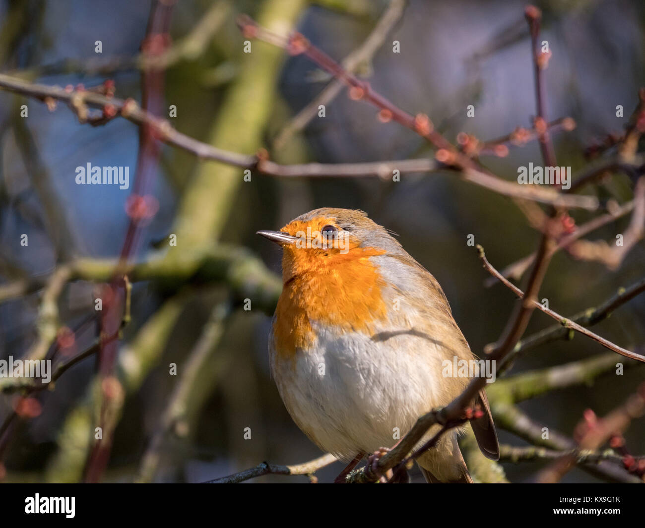 Robin européen assis sur une branche dans un parc de Manchester, UK sur un froid matin d'hiver Banque D'Images