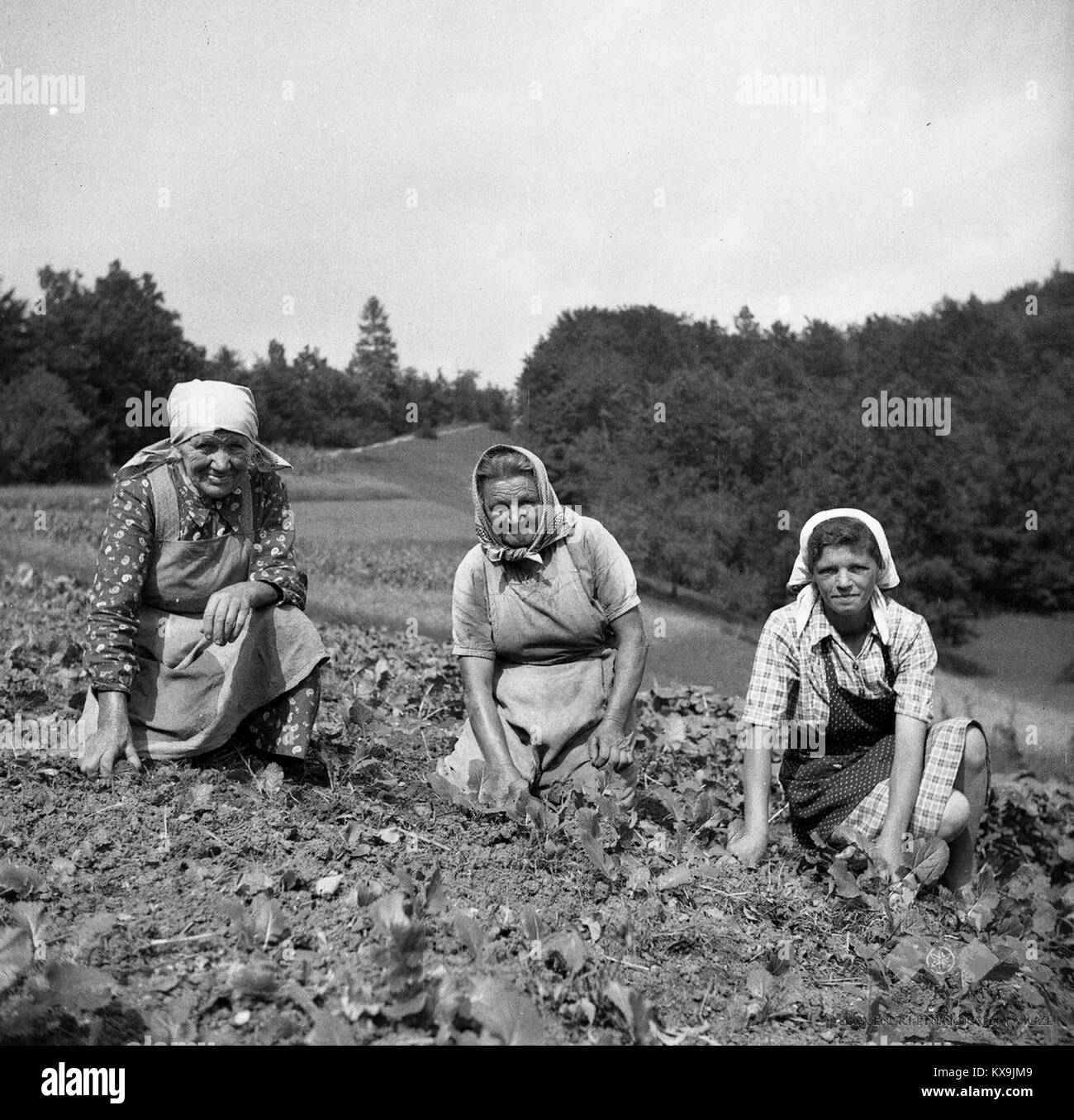 Photographie de Minka Solarjeva et sa fille en 1950 enlevant les mauvaises herbes d'un champ de navets à Sevnica, Slovénie, illustrant la vie agricole rurale Banque D'Images