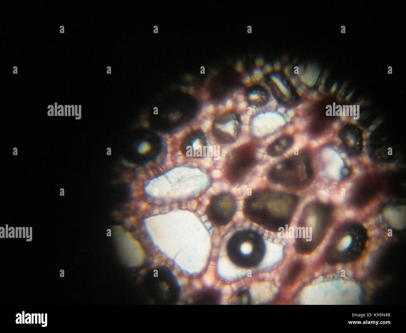 Aerenchyma est un tissu végétal avec de grands espaces d'air qui facilite l'échange de gaz et la flottabilité dans les plantes aquatiques ou gorgées d'eau. Banque D'Images
