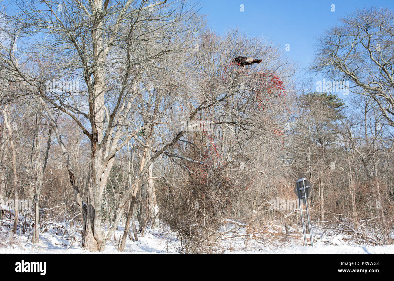 Une grande Turquie dans un arbre de manger les fruits rouges à Sag Harbor ny Banque D'Images