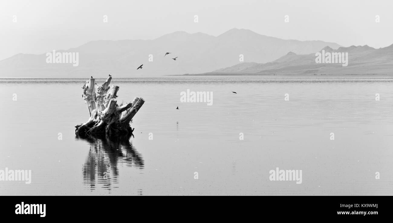 Bois flottant dans l'eau du Grand Lac Salé, la photographie noir et blanc Banque D'Images