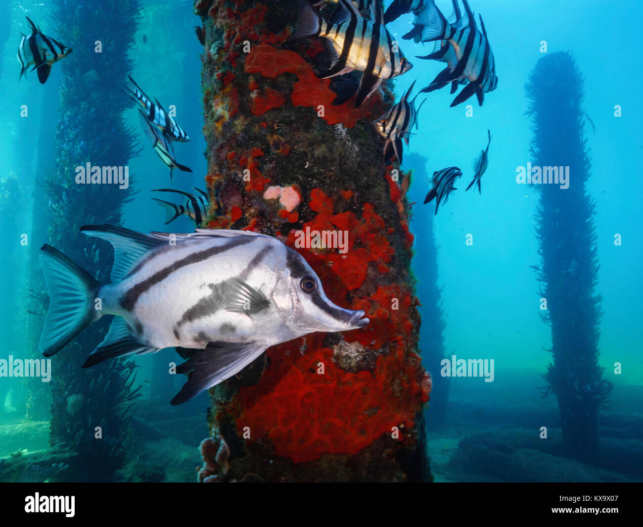 De rares boarfish plongée sous belle Busselton Jetty underwater par kai egan Banque D'Images